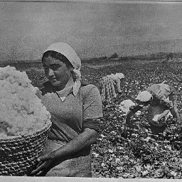 Armenian_cotton.jpg