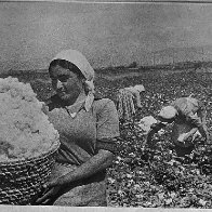 Armenian_cotton