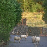 Mutton Tump / Rhondda Marauders