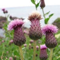 thistle