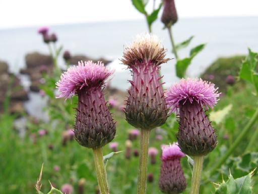 thistle