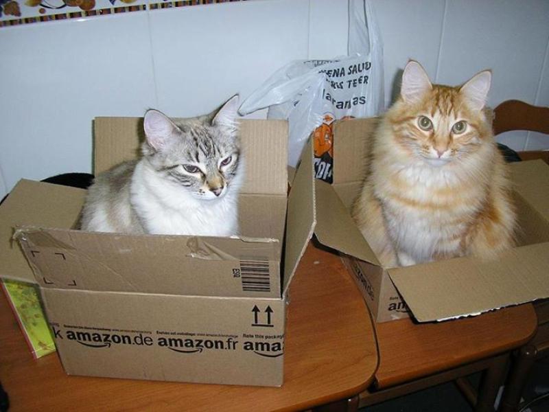 Andrews cats ( in boxes )