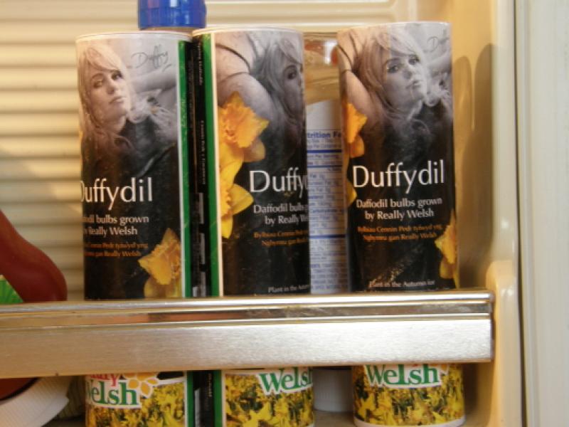 Really Welsh Duffydils in the refrigerator door