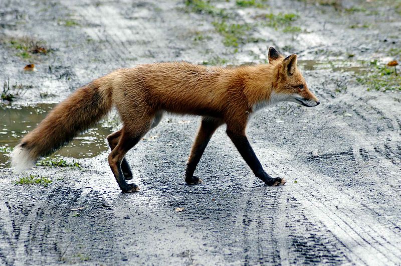 800pxRed_fox_on_road.jpg