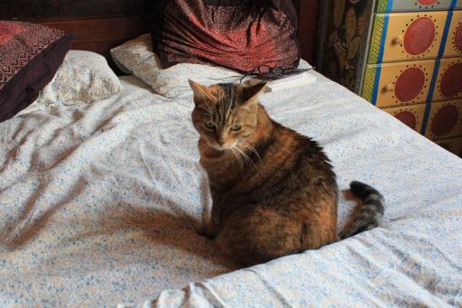 Shelly the cat sleeping on bed