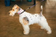 Wire Fox Terrier.png