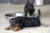 Airedale Terrier Puppies.png
