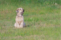 Softcoated Wheaten Terrier.png