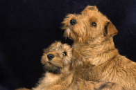 Irish Terrier Puppies.png