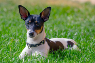 Toy Fox Terrier.png