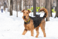 Welsh Terrier in Snow.png