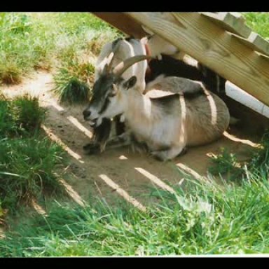 Counting the Goats or Cyfri'r Geifr