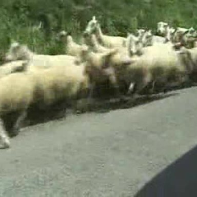 SheepRun