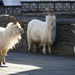 photos-wild-goats-roam-through-an-empty-welsh-town