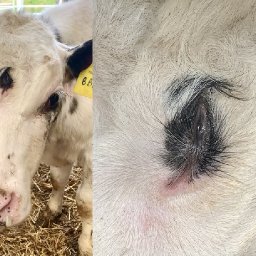never-seen-anything-like-it-calf-with-three-eyes-born-on-welsh-farm