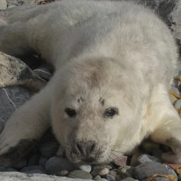 west-wales-blue-lagoon-closed-early-to-protect-seals