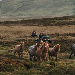 the-hundreds-of-wild-ponies-corralled-down-a-mountain-every-year