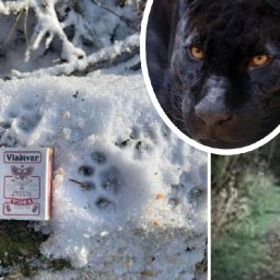 pawprints-found-in-snow-at-woods-where-pontybodkin-puma-was-caught-twice-on-camera