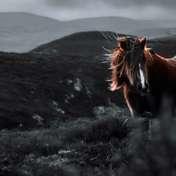stunning-images-capture-eryris-elusive-wild-ponies