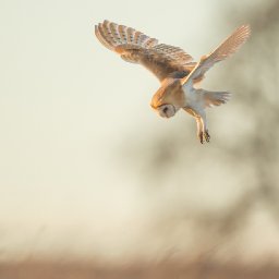 cynefin-a-sense-of-place-the-wonder-of-a-barn-owl