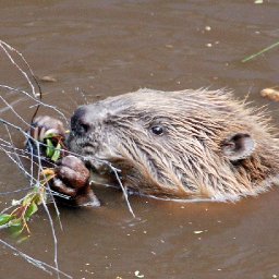 welsh-government-conducting-feasibility-study-on-reintroduction-of-beavers-to-wales