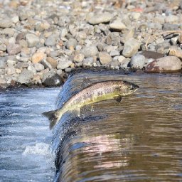 new-report-warns-salmon-could-vanish-completely-from-welsh-rivers-in-next-few-decades