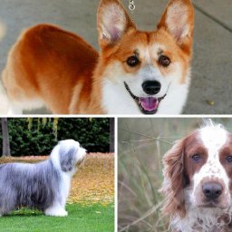 11-breeds-of-adorable-dog-that-originated-in-wales-including-the-sealyham-terrier