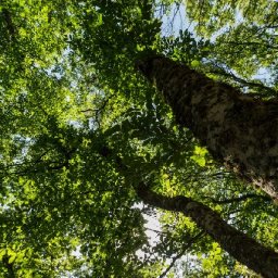 new-scheme-launched-to-enable-more-woodlands-to-become-part-of-new-national-forest