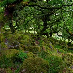how-to-recognise-a-celtic-rainforest-when-you-see-one