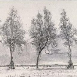 welsh-and-swedish-scientists-disprove-leonardo-da-vincis-rule-of-trees