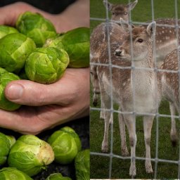 zoo-animals-enjoying-brussel-sprouts-and-helping-to-save-the-planet-in-the-run-up-to-christmas