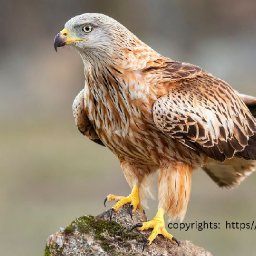 red-kite-wales-national-bird