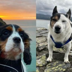 the-6-best-dog-friendly-wales-coast-path-walks-for-walk-your-dog-month