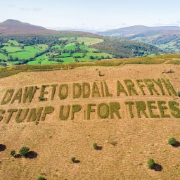 stump-up-for-trees-plants-250000th-tree-in-the-bannau-brycheiniog