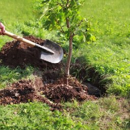 gratitude-orchard-to-be-planted-in-wales-by-ukrainian-refugees