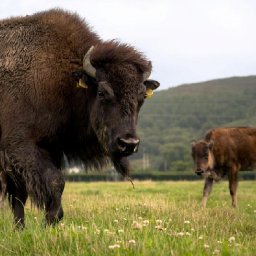 look-corwens-rhug-estate-welcomes-20-north-american-bison