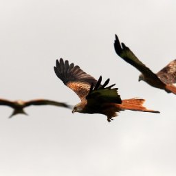 more-onshore-wind-farms-in-wales-unlikely-to-halt-red-kite-recovery-study