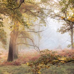 funding-secured-to-support-nature-recovery-at-one-of-wales-leading-country-estates