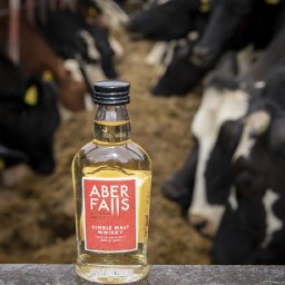 whisky-maker-keeps-the-cows-happy-on-the-road-to-net-zero