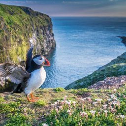 watch-livestream-cameras-from-puffin-haven-skomer