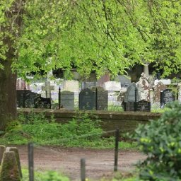 life-in-the-welsh-village-estate-with-free-roaming-peacocks